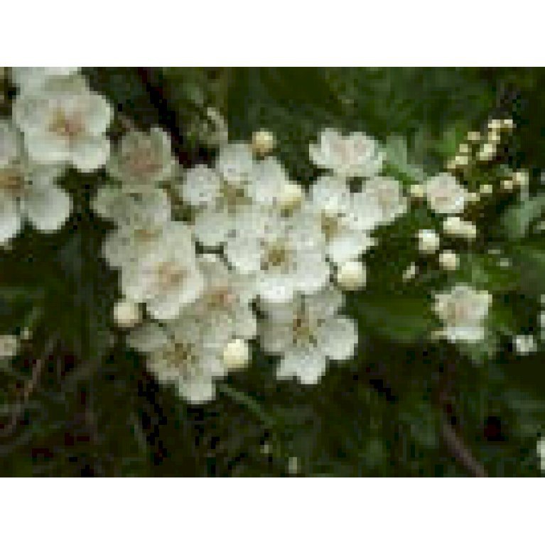 Crataegus monogyna 'Stricta'