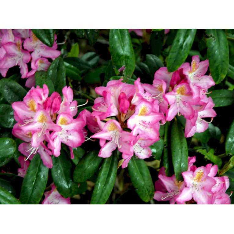 Rhododendron 'Midsummer'