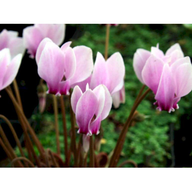 Alpeviol