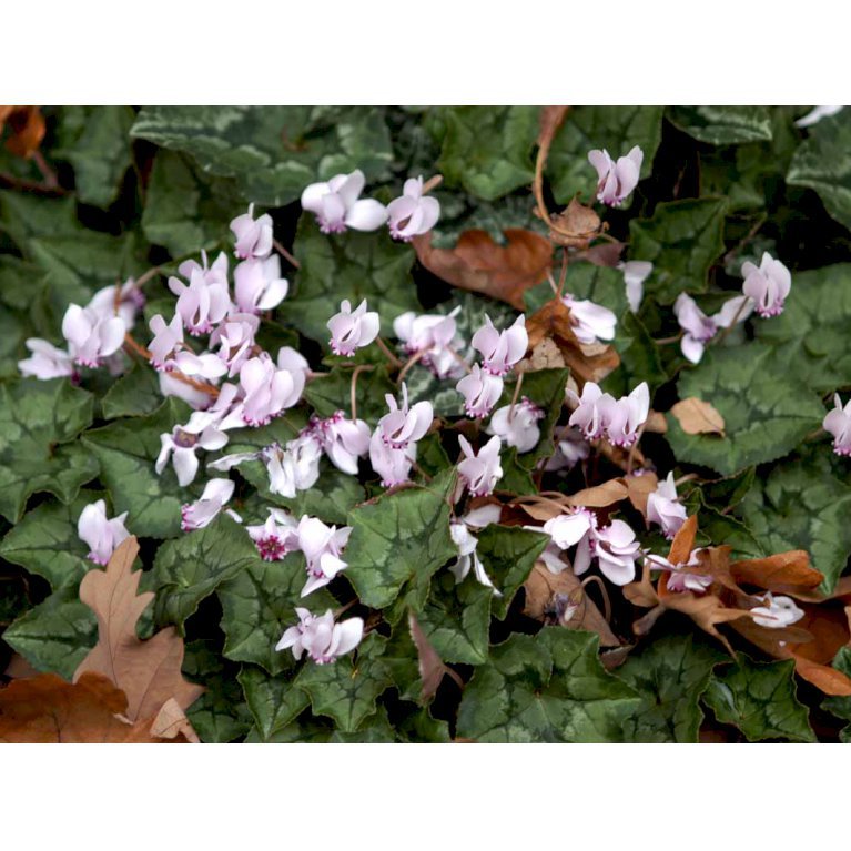 Alpeviol