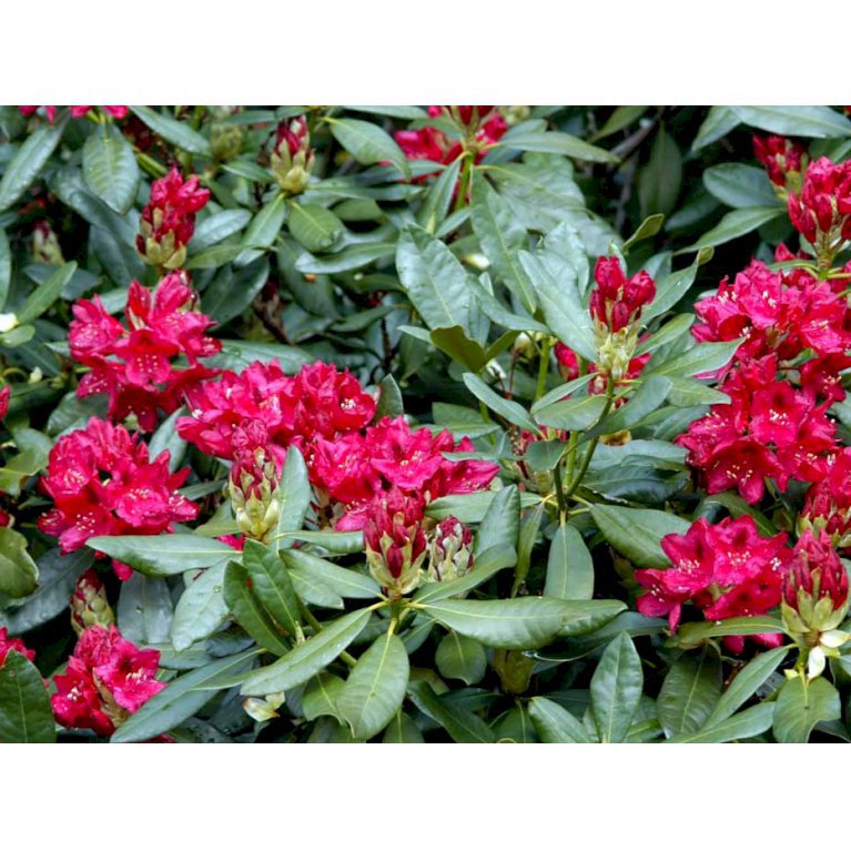'Nova Zembla'