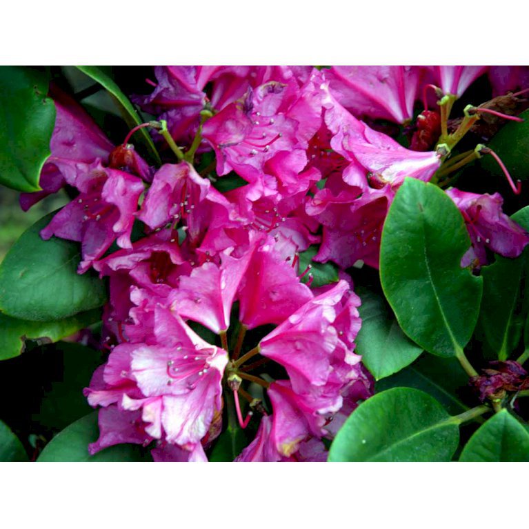 RHODODENDRON 'PEARCE'S AMERICAN BEAUTY' - Rhododendron - Plantetorvet.dk