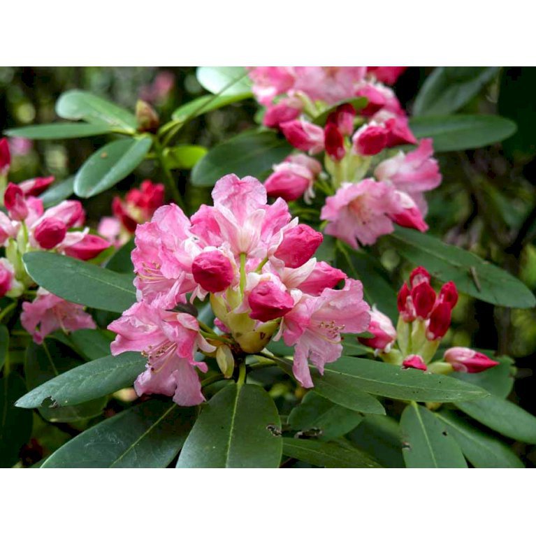 Rhododendron Pink Gin