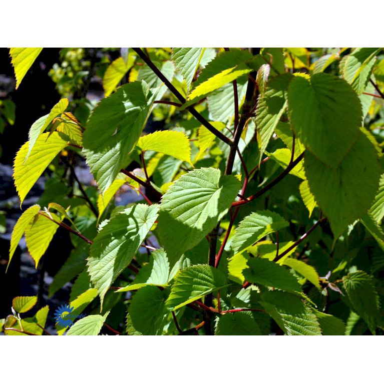 Davidia Involucrata Var. Vilmoriniana