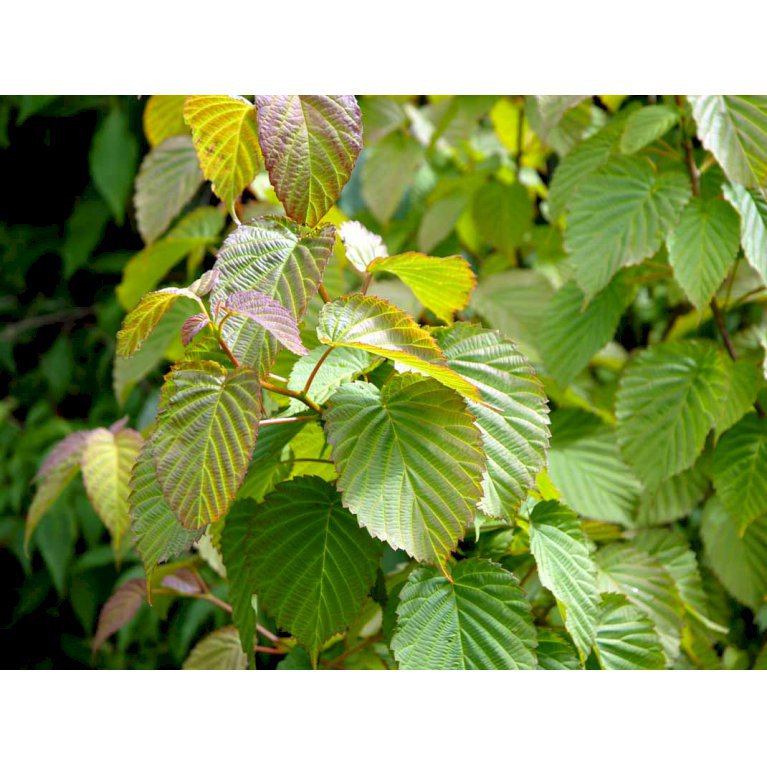 Davidia Involucrata Var. Vilmoriniana