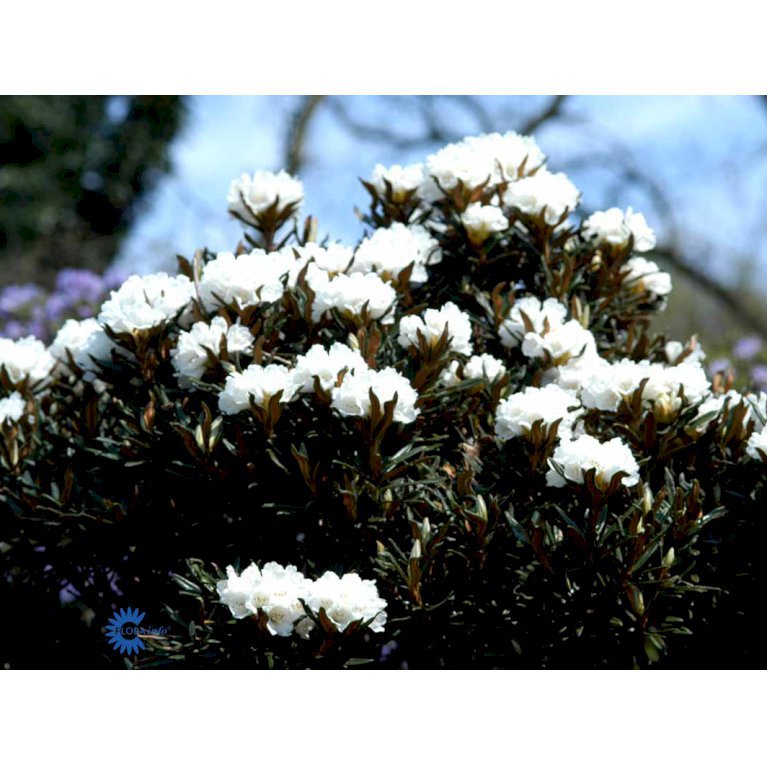 RHODODENDRON ROXIEANUM