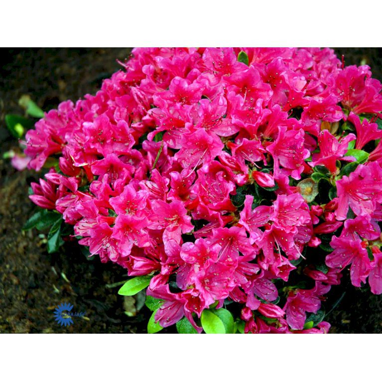 RHODODENDRON 'SABINA'
