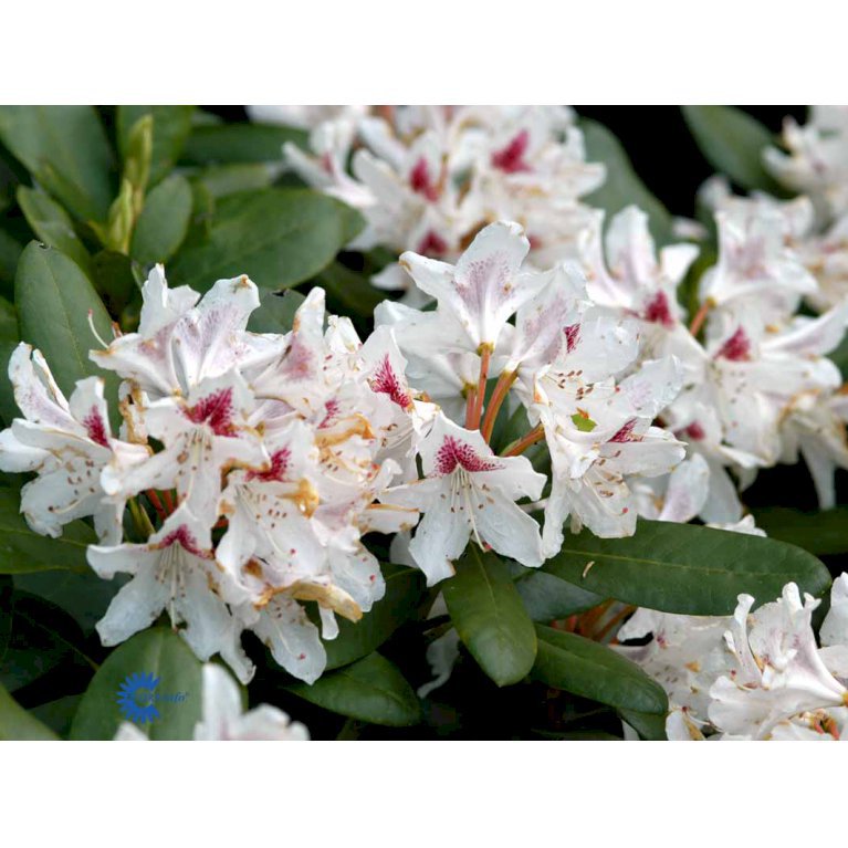 RHODODENDRON 'SCHNEEAUGE'
