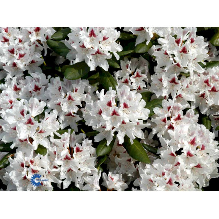RHODODENDRON 'SCHNEEAUGE'