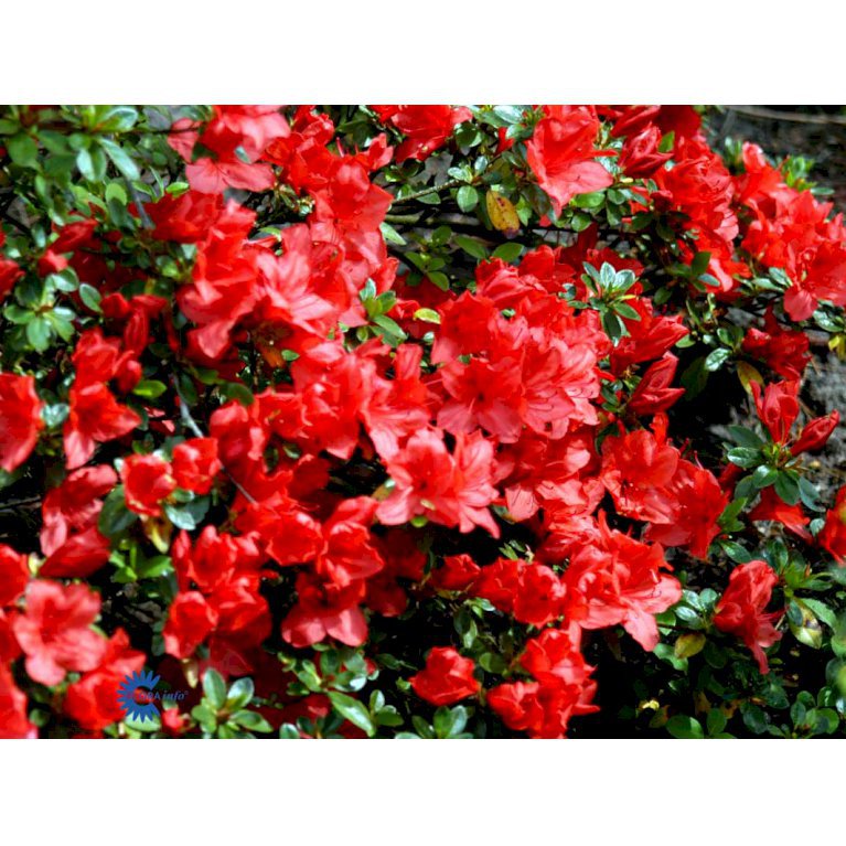 RHODODENDRON 'SIGNALGLÜHEN'