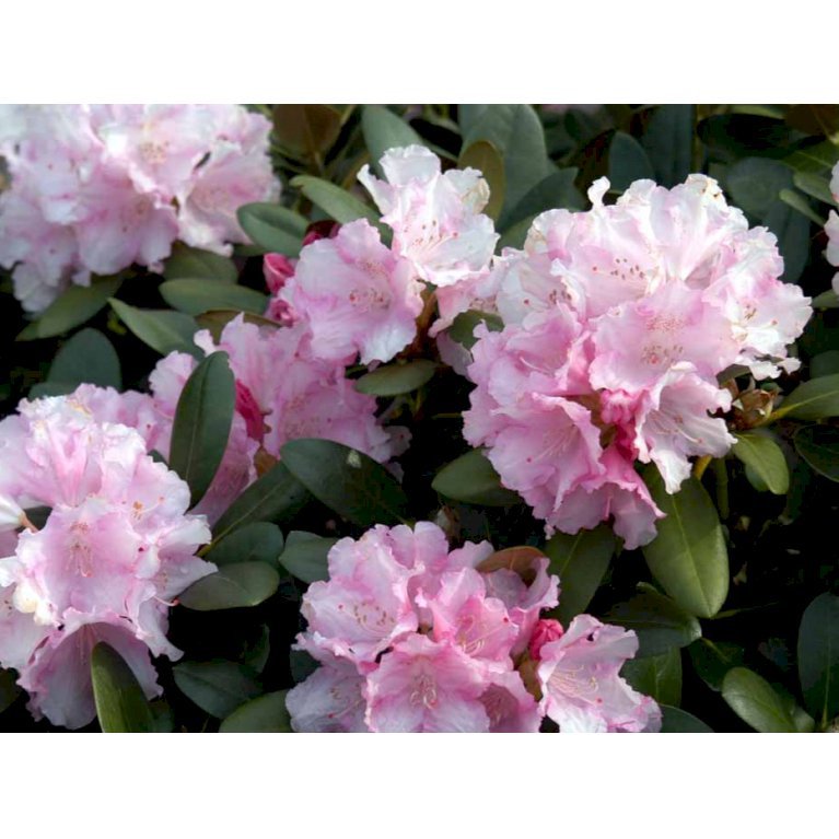 'Silberwolke'
