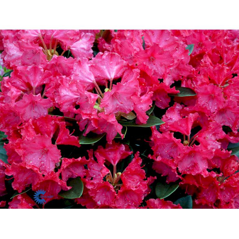 RHODODENDRON 'VOLLBLUT'