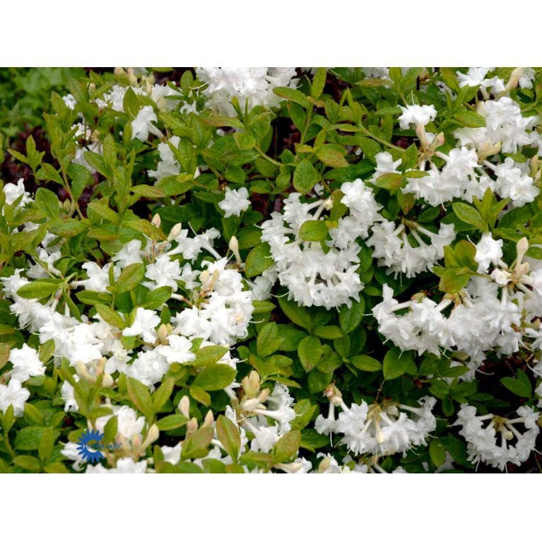 RHODODENDRON 'WHITETHROAT'