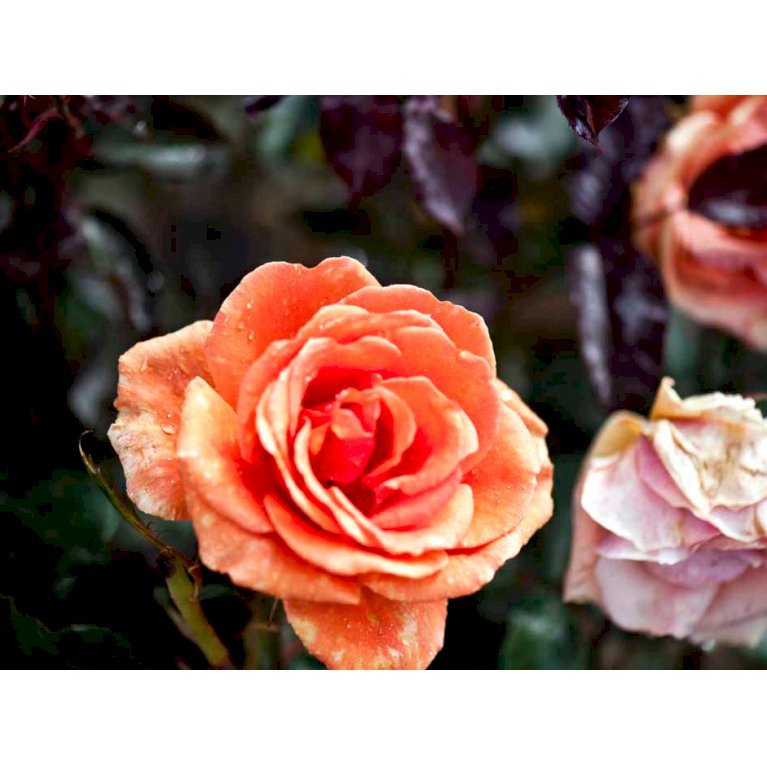Storblomstrende rose 'Ashram'