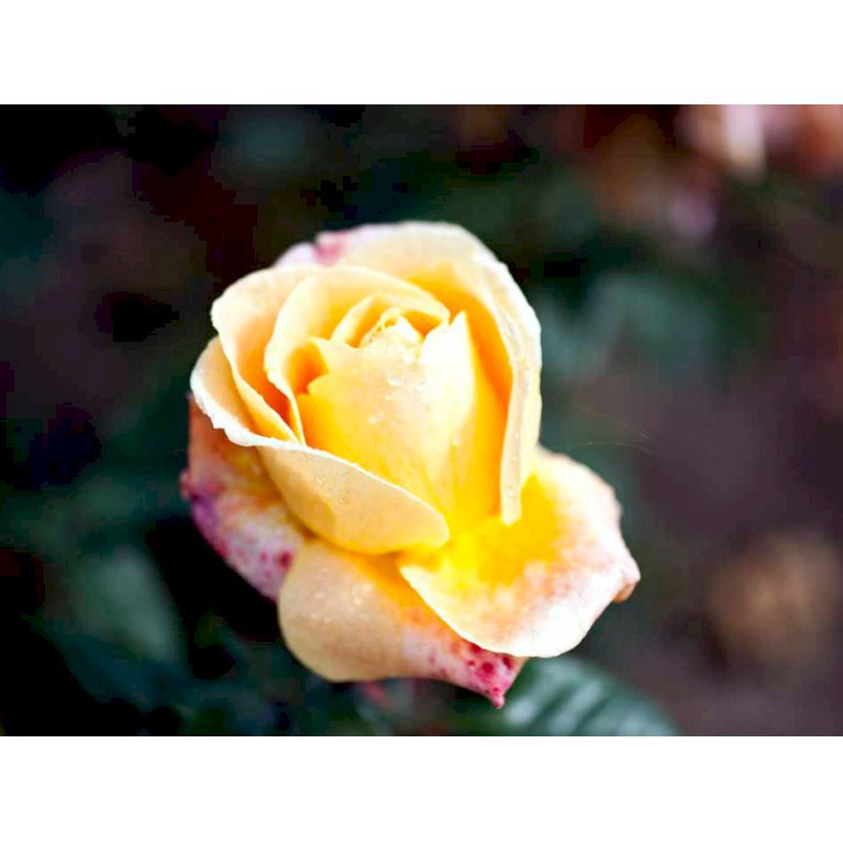 Storblomstrende rose 'Candlelight'