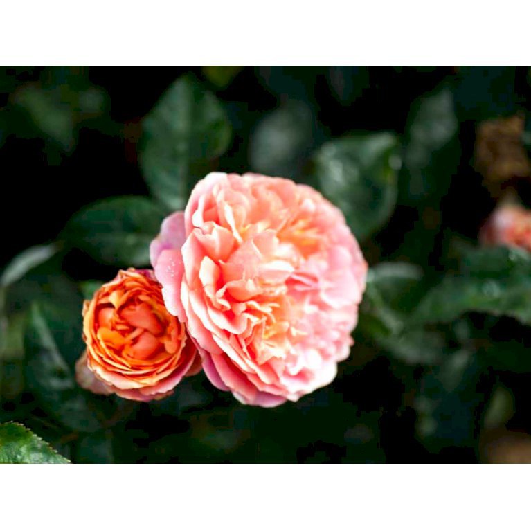 'Chippendale'
