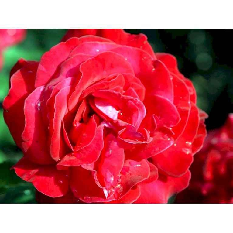 Storblomstrende Rose 'Dame de Coeur'