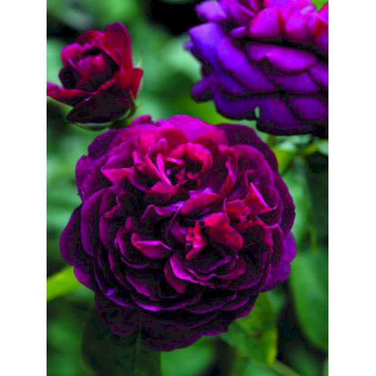 'Darcey Bussell'