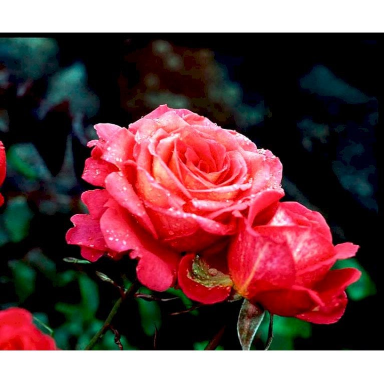 Storblomstrende rose 'Decorat Freude'