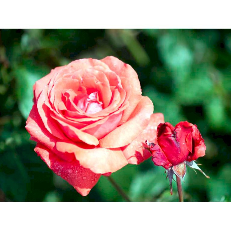 Storblomstrende rose 'Duftwolke'