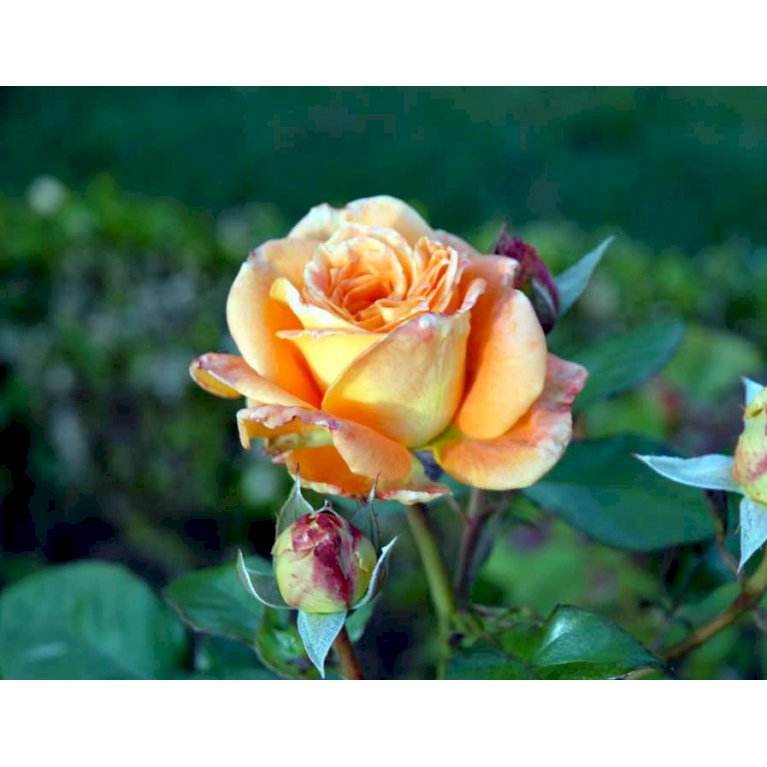 'Flora Danica'