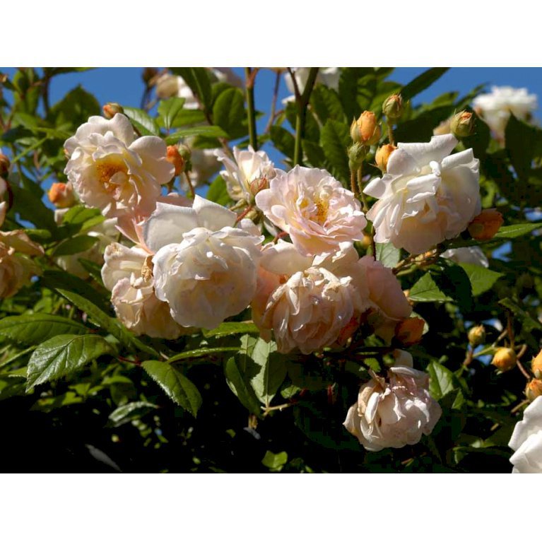 Gammeldags Rose 'Ghislaine de Féligonde'
