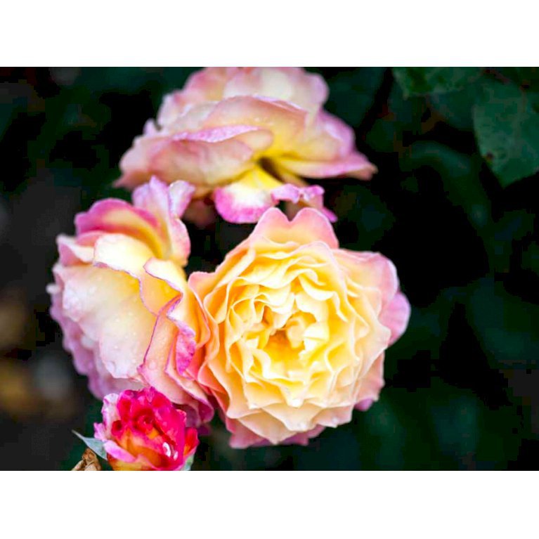 'Gorgeous'™