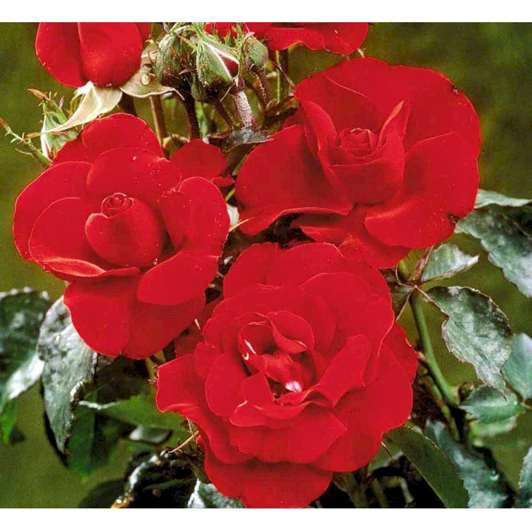 'H.C. Andersen'
