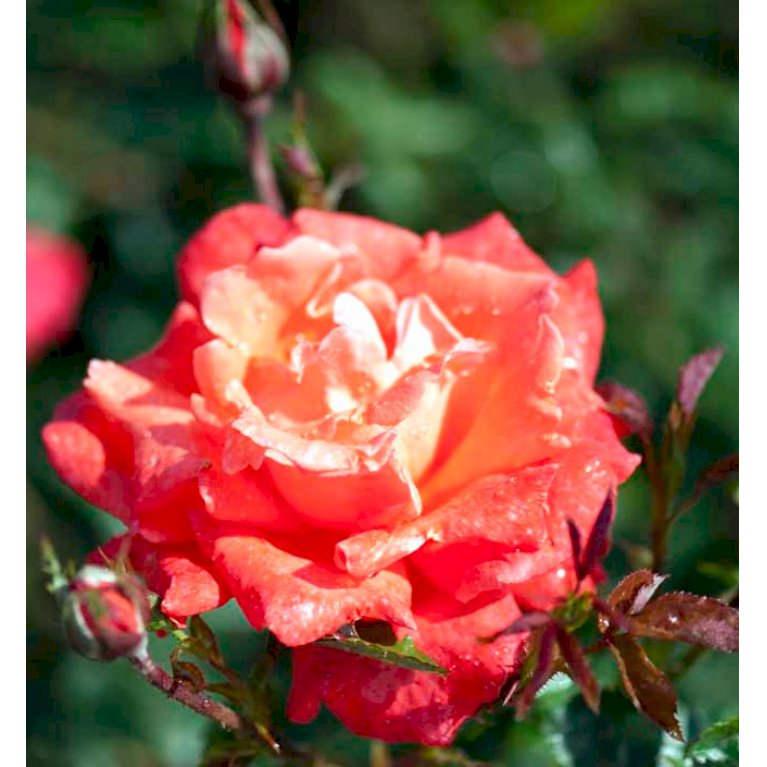 Storblomstrende rose 'Alexander'
