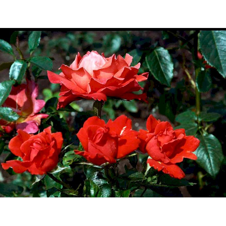 Storblomstrende rose 'Alexander'