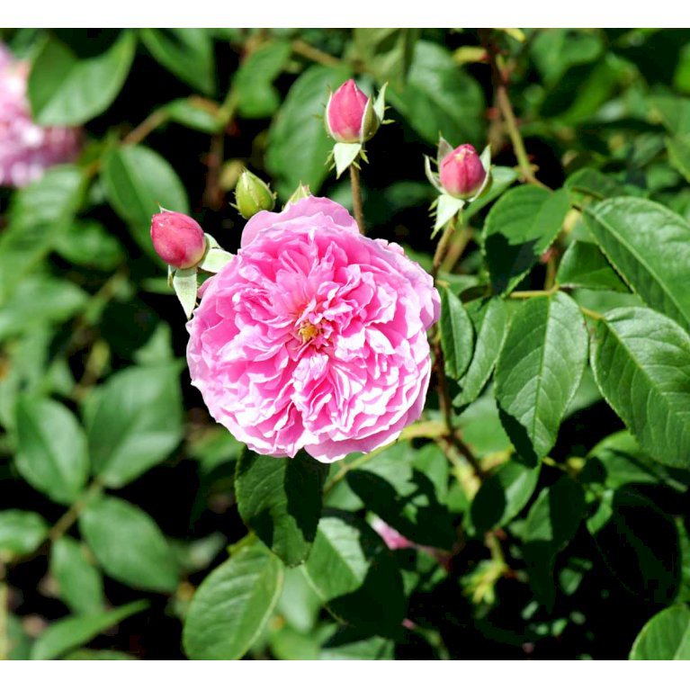Austin 'Harlow Carr'