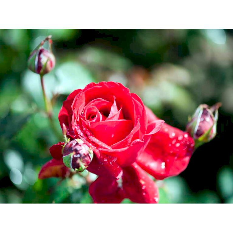 Storblomstrende rose 'Isabella Rossellini'