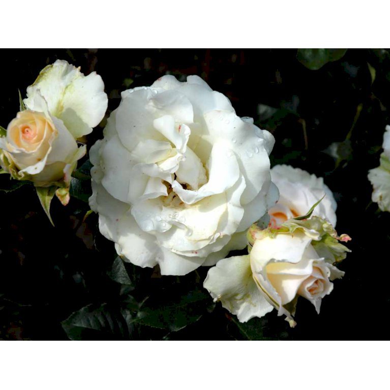 Storblomstrende rose 'José Carreras'
