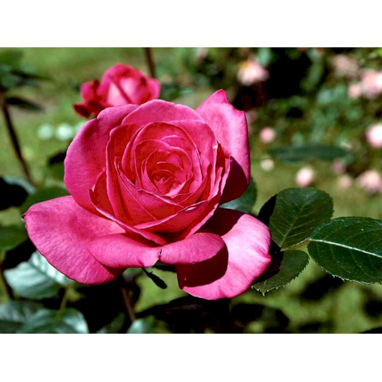 Storblomstrende rose 'Lady Like'