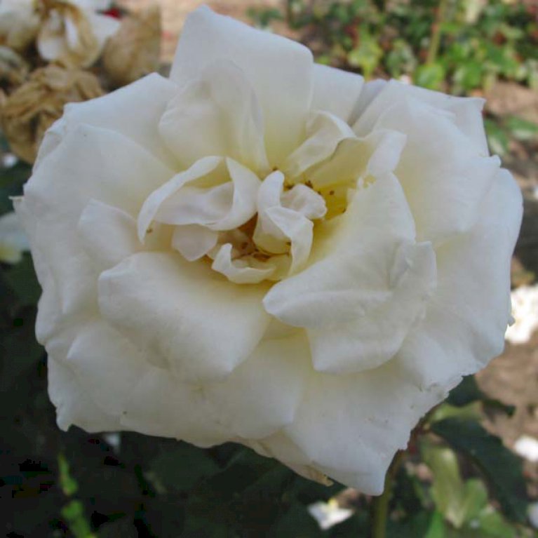 Storblomstrende rose 'Marvellous'