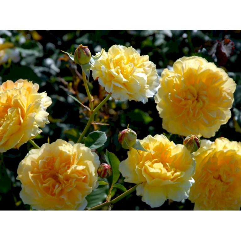 'Molineux'