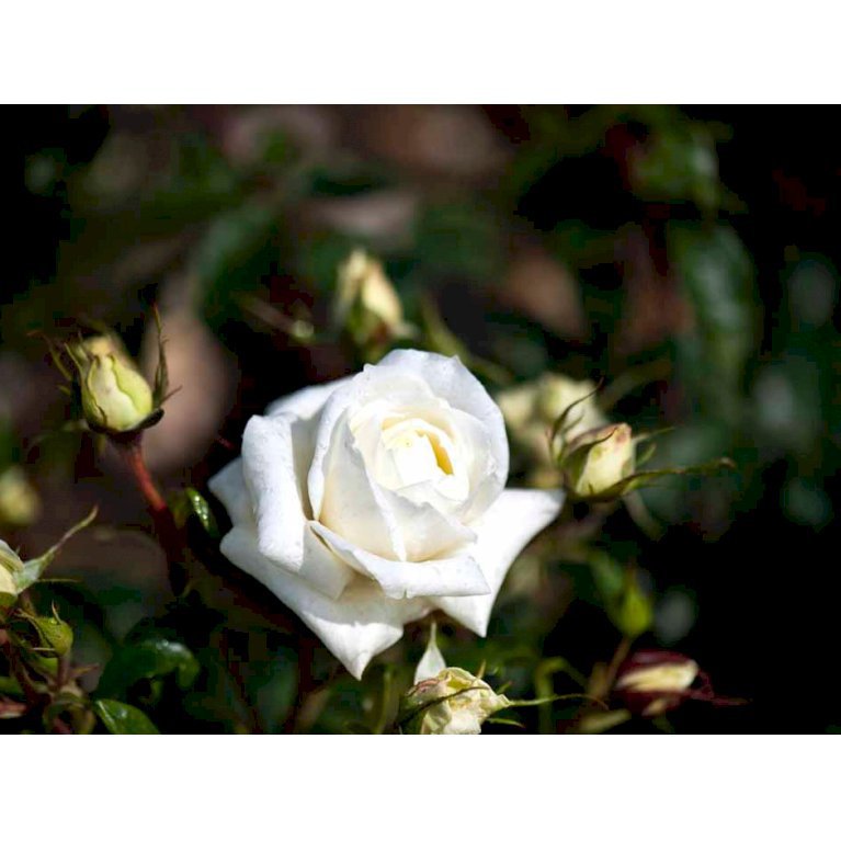 Storblomstrende rose 'Monsoon' Roser Plantetorvet.dk