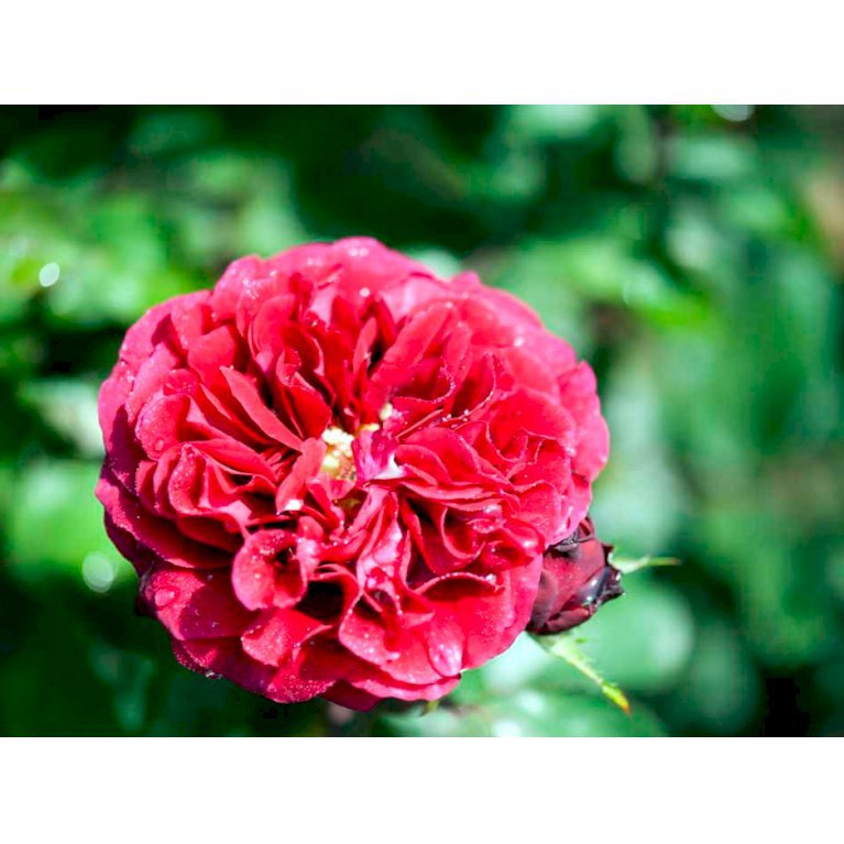 'Nadia Renaissance'
