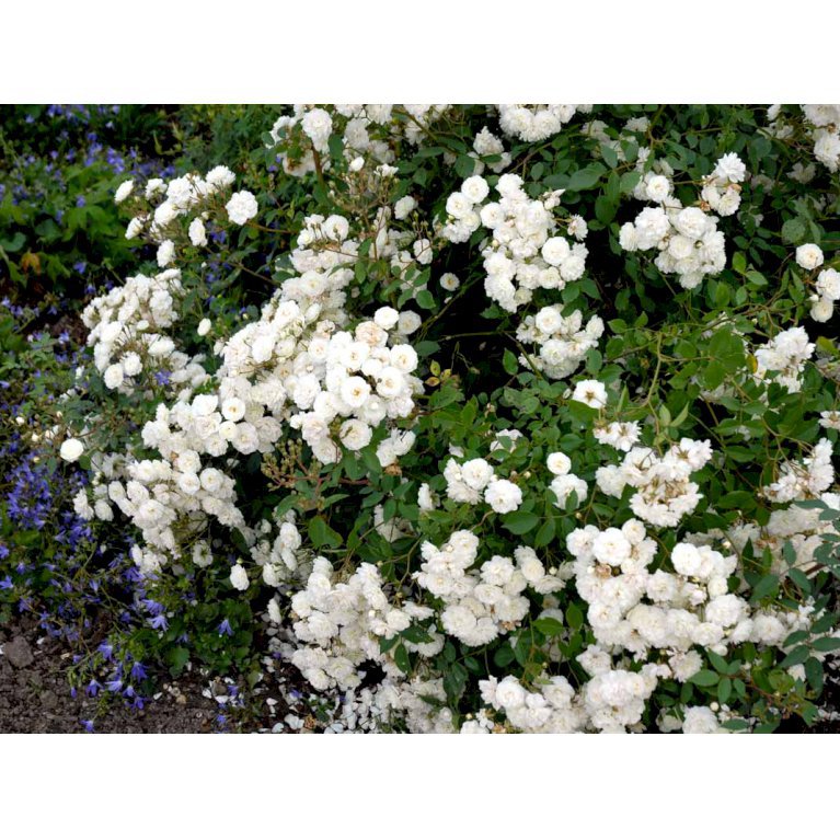 'Schneeflocke'