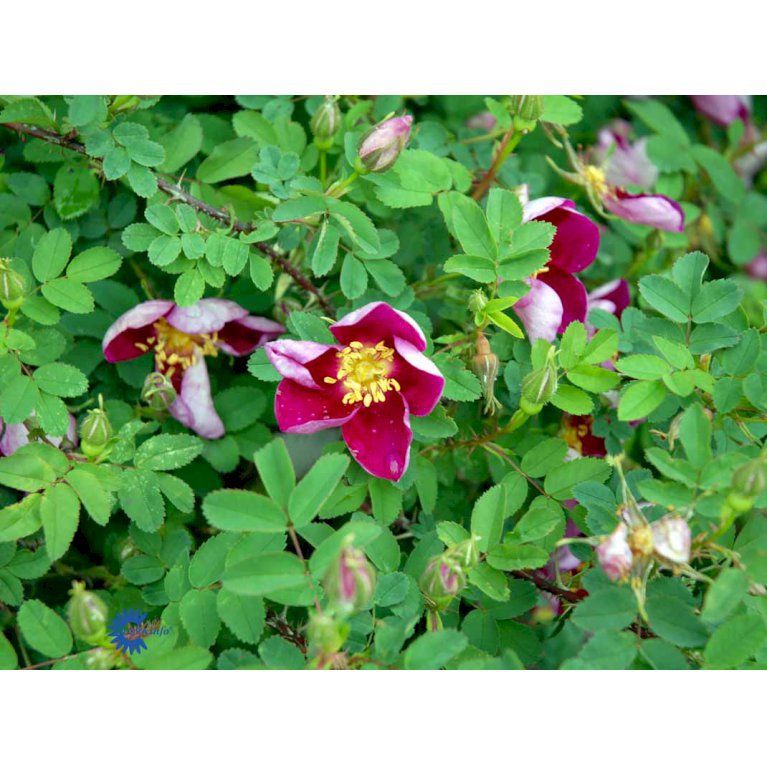 'Single Cherry'