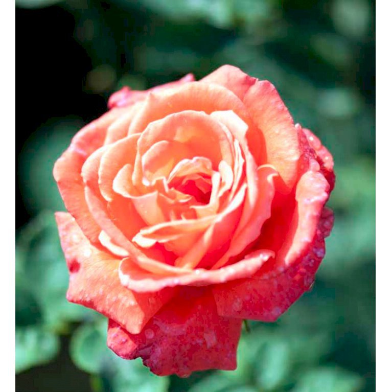 'Super Star'