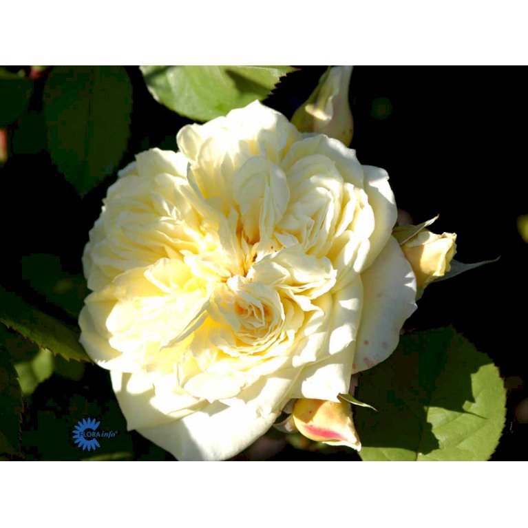 Bunddækkende rose