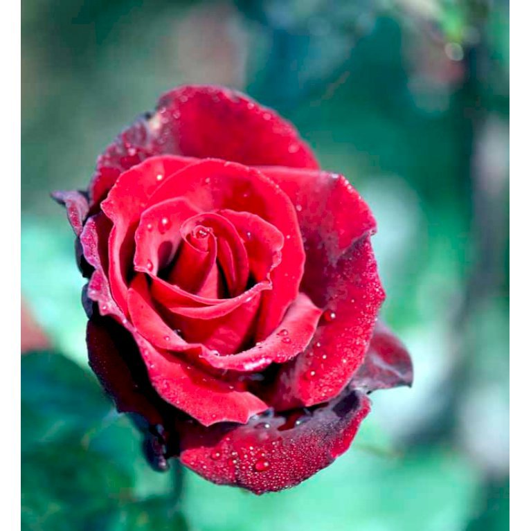 Storblomstrende rose 'Barkarole'