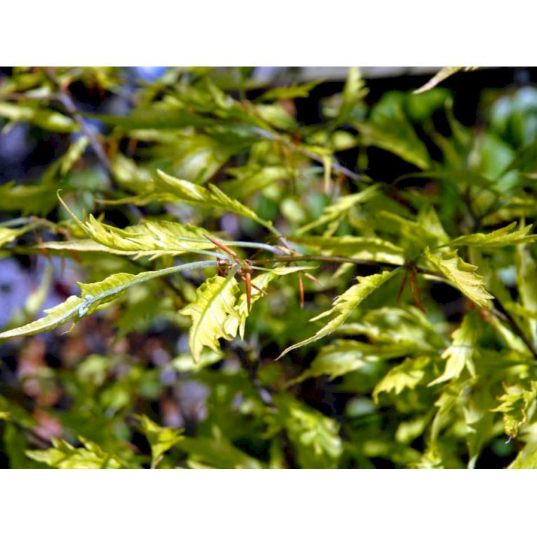 Bregnebladet Bøg 'Asplenifolia'