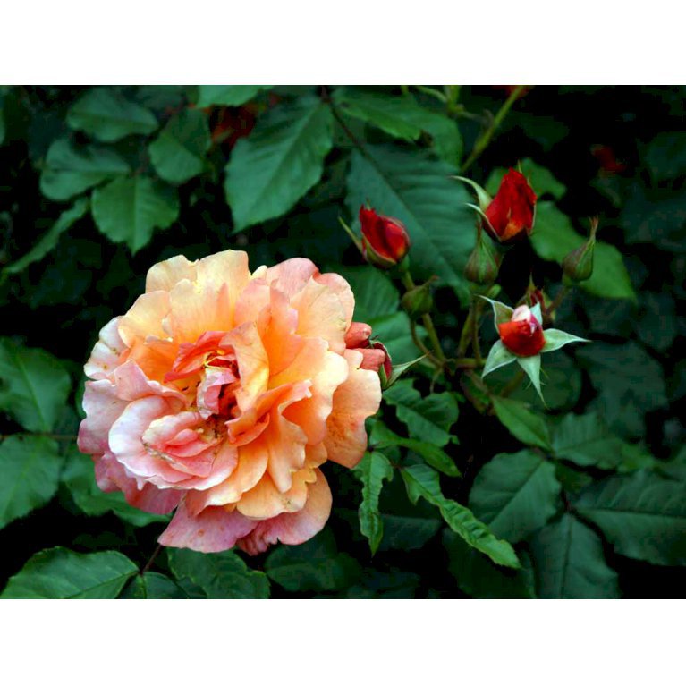 'Westerland' ®