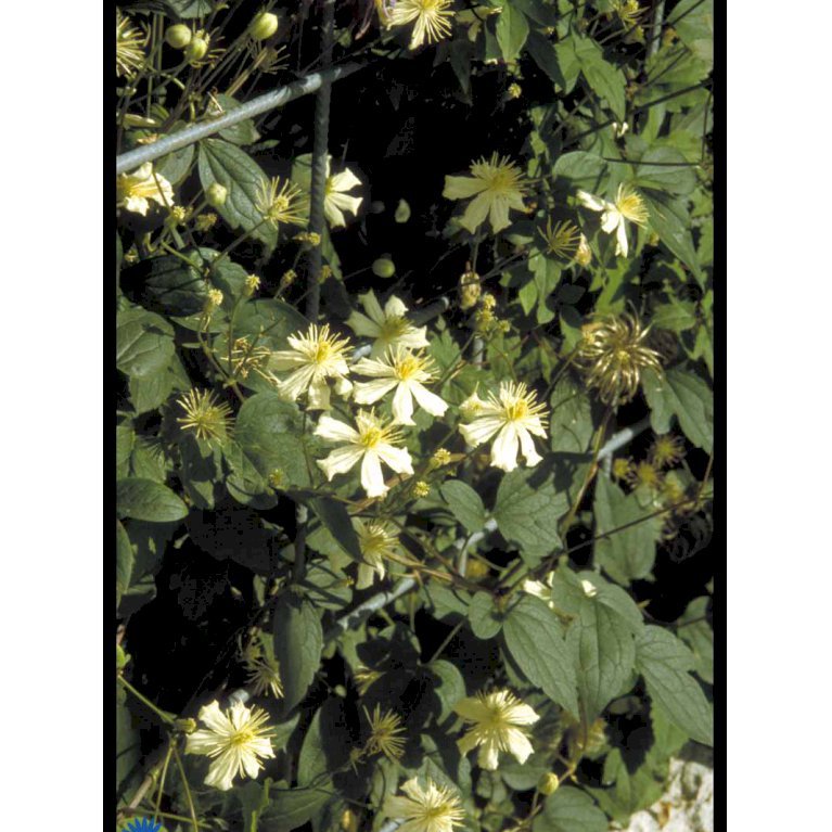 Klematis 'Summer Snow'