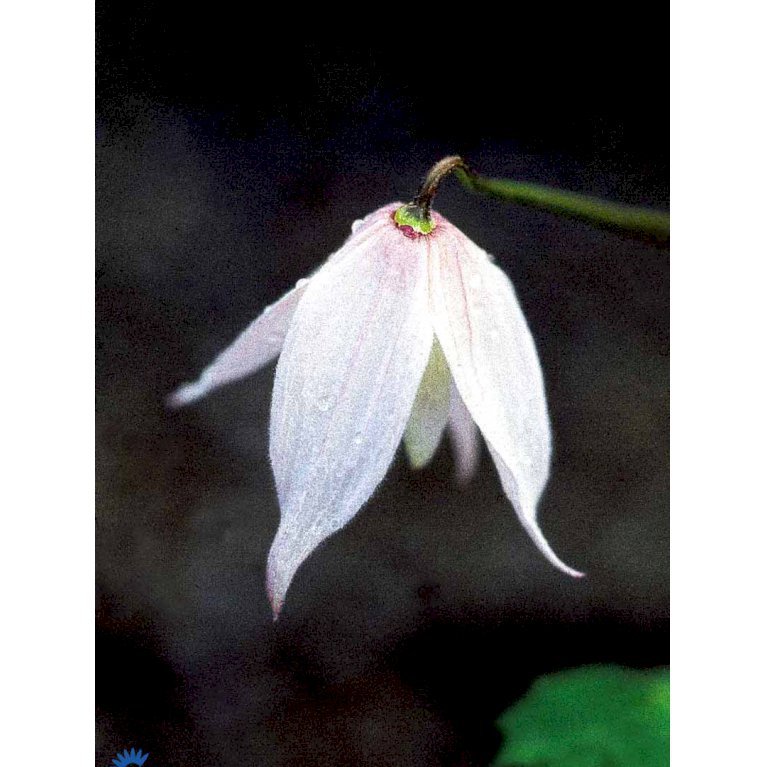 Klematis