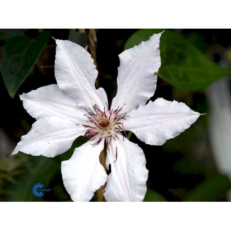 Klematis