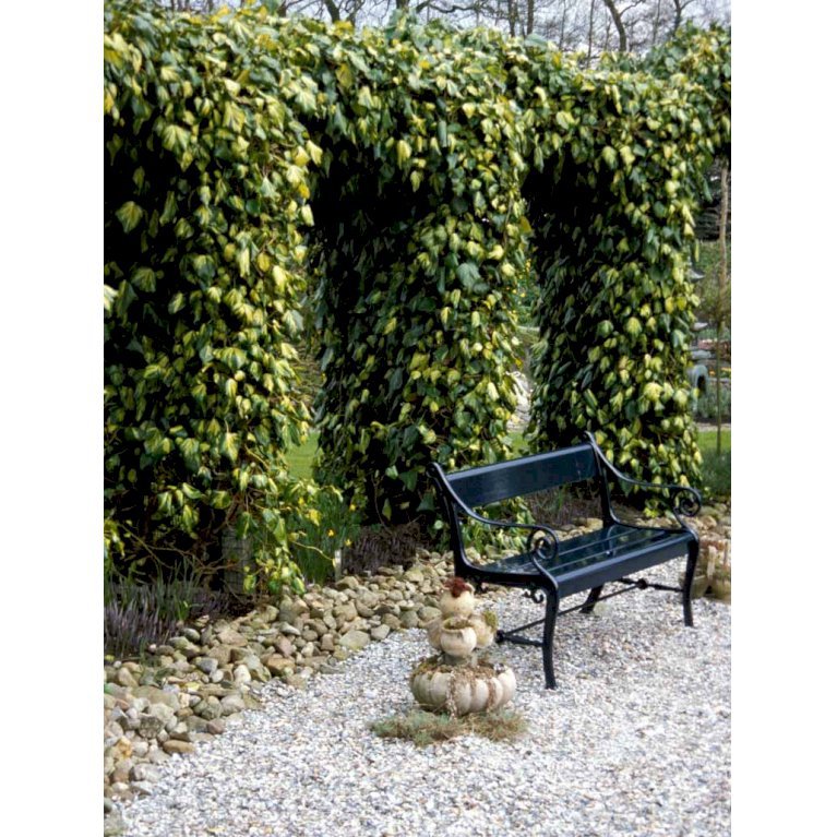 Kæmpe-Efeu 'Dentata Variegata'