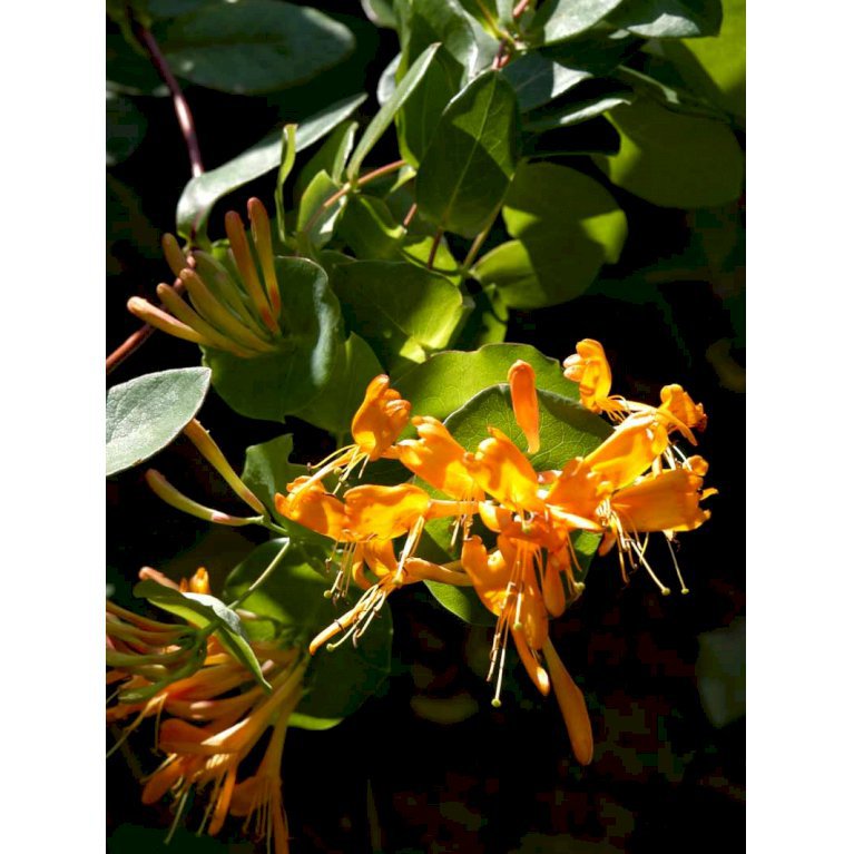 Kaprifolie tellmanniana